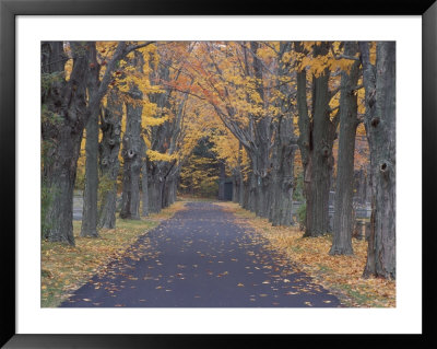 Sugar Maples In A Rye Cemetary, New Hampshire, Usa by Jerry & Marcy Monkman Pricing Limited Edition Print image