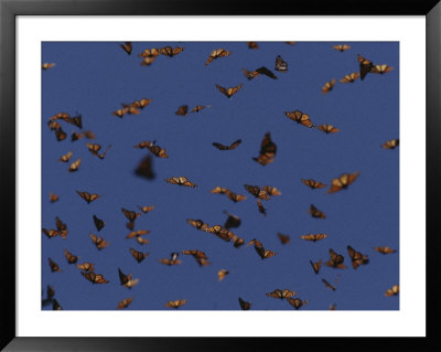 Monarch Butterflies In Flight by Raul Touzon Pricing Limited Edition Print image