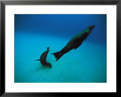 A Pair Of Galapagos Sea Lions Swimming In Crystal Clear Waters by Heather Perry Pricing Limited Edition Print image