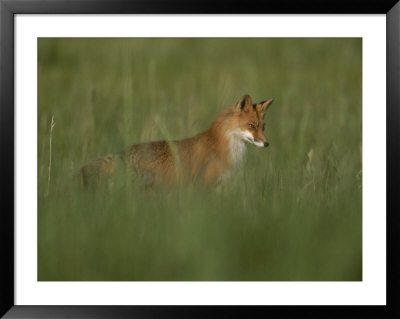 A Red Fox Hunting In Tall Grass by Roy Toft Pricing Limited Edition Print image