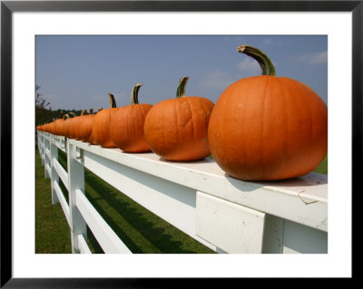 Bright Pumpkins Line A Fence Casting An Autumn Shadow by Stephen St. John Pricing Limited Edition Print image