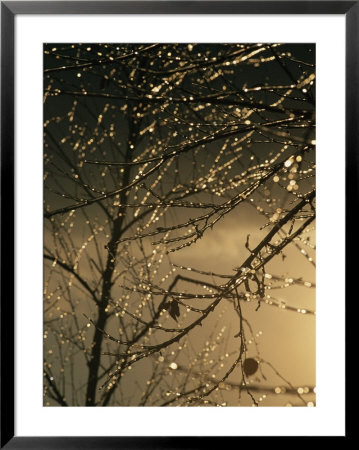 The Frozen Branches Of A Small Birch Tree Sparkle In The Sunlight by Raymond Gehman Pricing Limited Edition Print image