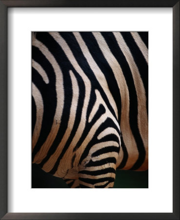 Close Up Of A Zebras Stripes by Nick Caloyianis Pricing Limited Edition Print image