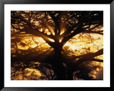 Sunlight Filters Through The Branches Of A Large Tree by Paul Chesley Pricing Limited Edition Print image