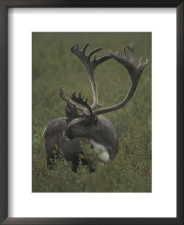 A Barren Ground Caribou Bull With Huge Antlers by Michael S. Quinton Pricing Limited Edition Print image
