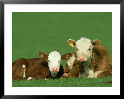 Hereford, Bos Taurus 2 Young Calves Lying In Meadow Yorkshire, Uk by Mark Hamblin Pricing Limited Edition Print image