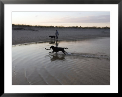 Twp Black Labradors Running On Beach In Cape Cod, United States by Keenpress Pricing Limited Edition Print image