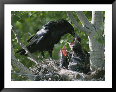 An Adult Raven Feeds A Group Of Hungry Chicks by Michael S. Quinton Pricing Limited Edition Print image