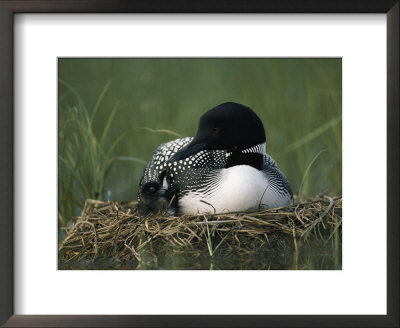 A Common Loon Sits With A Chick On Her Marshy Nest by Michael S. Quinton Pricing Limited Edition Print image