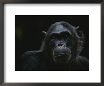 Portrait Of The Chimpanzee Fifi by Michael Nichols Pricing Limited Edition Print image