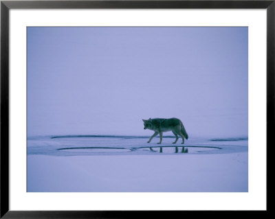 Coyote Walking On Frozen Yellowstone Lake by Bobby Model Pricing Limited Edition Print image