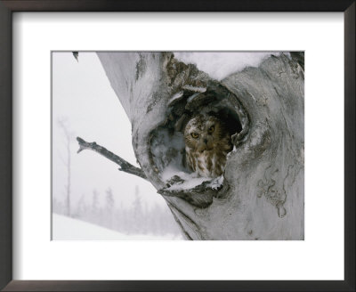 A Saw-Whet Owl Peers Out Of Its Nest In A Tree by Michael S. Quinton Pricing Limited Edition Print image