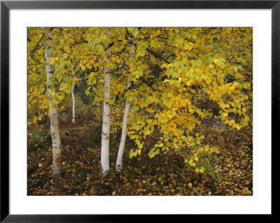 Birch Trees Along The Mackenzie River by Raymond Gehman Pricing Limited Edition Print image