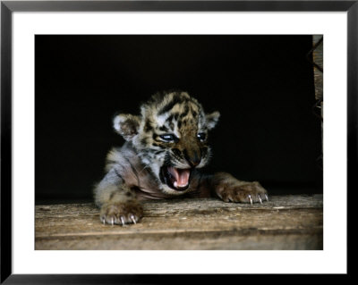A Young Siberian Tiger by Dr. Maurice G. Hornocker Pricing Limited Edition Print image