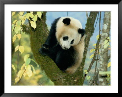 Juvenile Giant Panda by Lu Zhi Pricing Limited Edition Print image