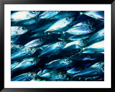 Schooling Fish by George Grall Pricing Limited Edition Print image