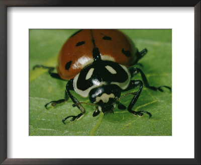 Ladybug by Robert Sisson Pricing Limited Edition Print image
