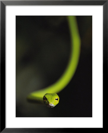 A Rain Forest Whip Snake by Mattias Klum Pricing Limited Edition Print image