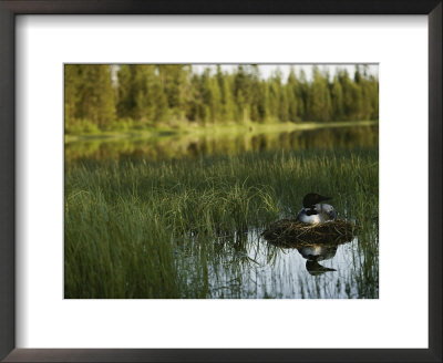 A Loon In Breeding Colors Incubates Its Eggs In Its Nest by Michael S. Quinton Pricing Limited Edition Print image