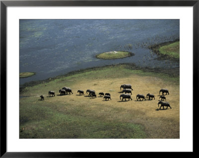 African Elephants, Loxodonta Africana, Walk To Greener Pastures by Beverly Joubert Pricing Limited Edition Print image