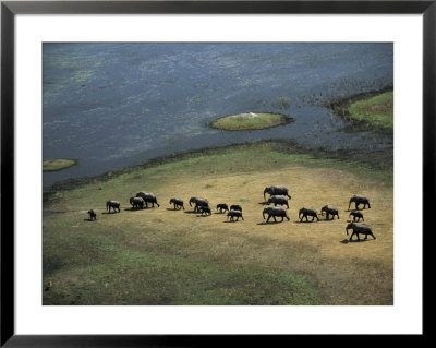 African Elephants, Loxodonta Africana, Walk To Greener Pastures by Beverly Joubert Pricing Limited Edition Print image