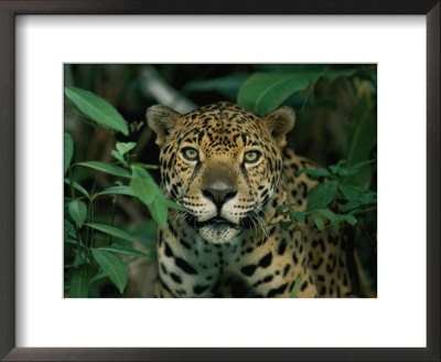 A Jaguar Looks Into The Camera by Steve Winter Pricing Limited Edition Print image
