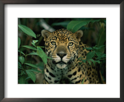 A Jaguar Looks Into The Camera by Steve Winter Pricing Limited Edition Print image
