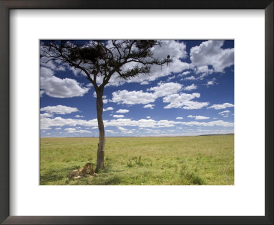 A Male Lion Beneath A Lone Acacia Tree On Open Grassland (Panthera Leo) by Roy Toft Pricing Limited Edition Print image