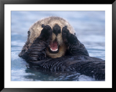 Sea Otters, Alaska, Usa by Daisy Gilardini Pricing Limited Edition Print image