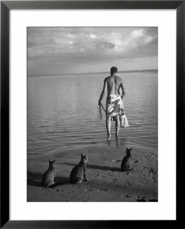 Triped Tabby Cats On Beach As Man Goes Into Water To Catch Fish With Net On Society Island by Carl Mydans Pricing Limited Edition Print image