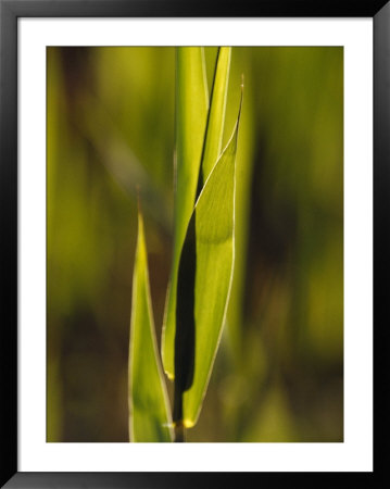 The Fresh Growth Of Lime Green Reed Grass Backlit By The Setting Sun, Australia by Jason Edwards Pricing Limited Edition Print image
