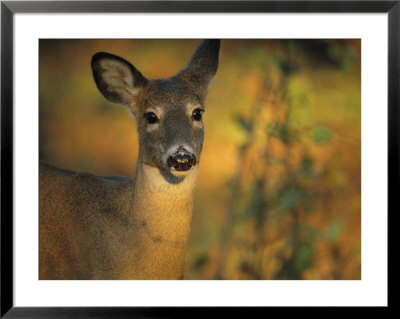 View Of A Juvenile White-Tailed Deer (Odocoileus Virginianus) by Michael Fay Pricing Limited Edition Print image