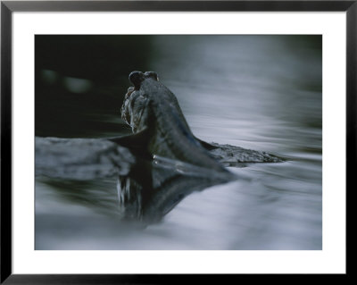 Mudskipper Fish Propels Itself Through A Mangrove Swamp by Michael Nichols Pricing Limited Edition Print image