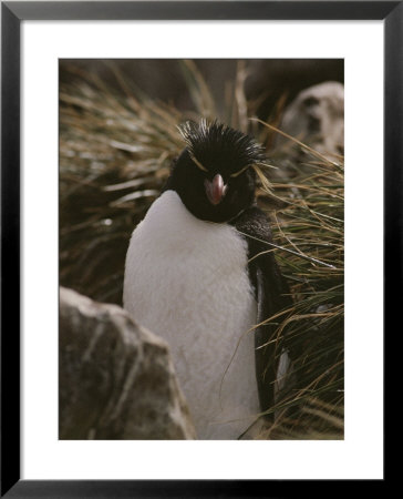 Portrait Of A Rockhopper Penguin by Gordon Wiltsie Pricing Limited Edition Print image