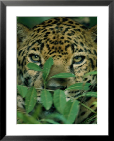 A Jaguar Hides In The Vegetation by Steve Winter Pricing Limited Edition Print image