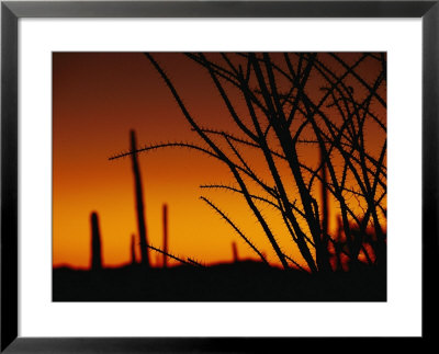 A Flaming Orange Sky Silhouettes Ocotillo And Saguaro Cacti by Bill Hatcher Pricing Limited Edition Print image