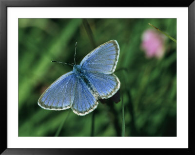 Close View Of A Maculinea Alcon Butterfly by Darlyne A. Murawski Pricing Limited Edition Print image