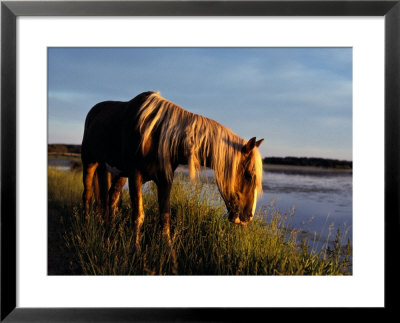 A Chincoteague Stallion Grazes On Marsh Grass by Al Petteway Pricing Limited Edition Print image