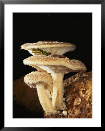 A Tree Frog Waits For A Meal Of Fungus Flies Among The Caps Of Shiitake Mushrooms by Darlyne A. Murawski Pricing Limited Edition Print image