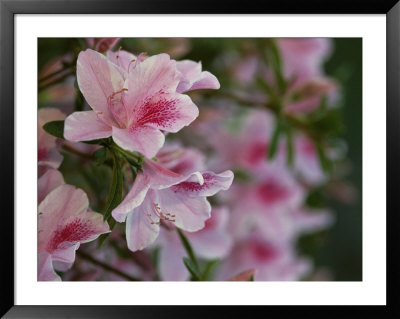 A Close View Of Pink Azalea Blossoms by Raymond Gehman Pricing Limited Edition Print image