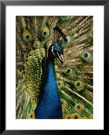 Close View Of A Peacock by George F. Mobley Pricing Limited Edition Print image