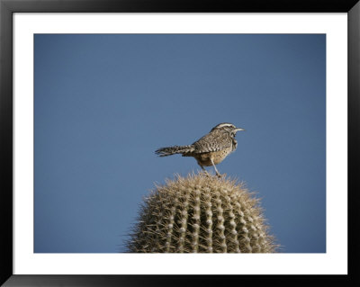 A Cactus Wren Perches On Top Of A Saguaro Cactus by Bates Littlehales Pricing Limited Edition Print image