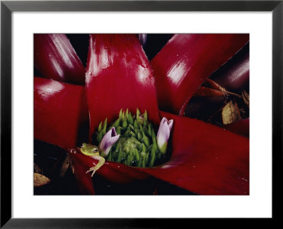 Frog In A Bromeliad Plant by Paul Zahl Pricing Limited Edition Print image
