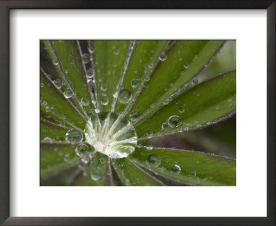 A Close View Of Water In A Lupine Leaf by Taylor S. Kennedy Pricing Limited Edition Print image