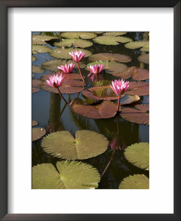 Water Lilies, Goa, India by R H Productions Pricing Limited Edition Print image