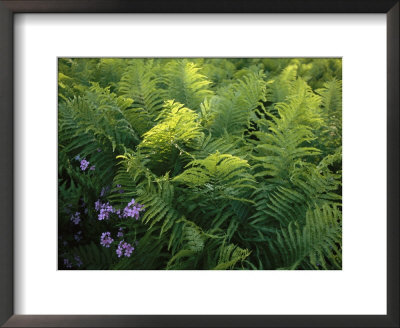 Ferns And Wild Phlox Near The Susquehanna River by Raymond Gehman Pricing Limited Edition Print image