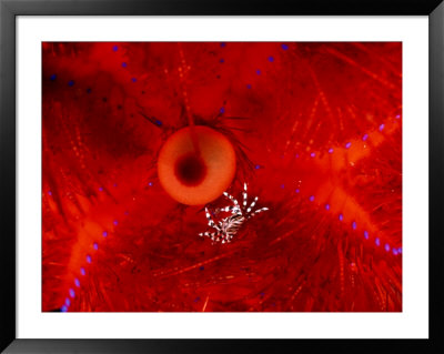 A Small Urchin Crab Crawls Among The Spines Of A Red Sea Urchin by Wolcott Henry Pricing Limited Edition Print image