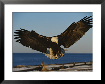 American Bald Eagle Comes In For A Landing by Paul Nicklen Pricing Limited Edition Print image
