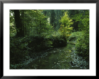 Woodland View With Stream by Klaus Nigge Pricing Limited Edition Print image