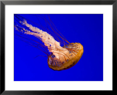 Closeup Of A Captive Jelly In An Aquarium, Boston, Massachusetts by Tim Laman Pricing Limited Edition Print image